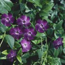 Sunstorrm Purple Vinca Periwinkle, 40   Annual Flower Seeds  #IEB21