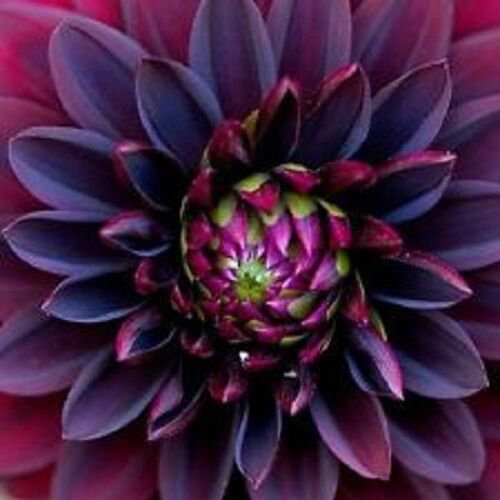 10 Flower Seeds   Black Dahlia, easy to grow    #IEB21