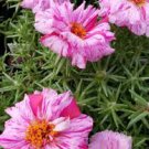 Sundial Peppermint Portulaca, 50 Flower Seeds    #IEB21
