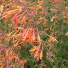 Navajo Sunset Orange Hyssop, 50 Flower Seeds     #IEB21