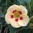 25 flower seeds Nasturtium Labybird Cream Purple  color   #IEB21