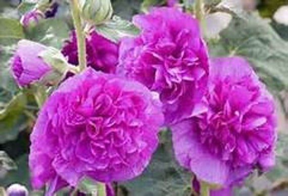 30 Flower Seeds Violet Double Alcea Hollyhock, easy to grow      #IEB21