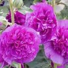 30 Flower Seeds Violet Double Alcea Hollyhock, easy to grow      #IEB21