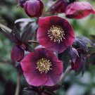 Christmas Rose Helleborus, 15 Flower Seeds       #IEB21