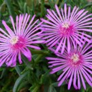 50 Flower Seeds Purple Ice Plant Delosperma Cooperii , easy to grow        #IEB21