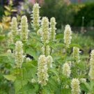 50 Flower Seeds White Agastache Hyssop , easy to grow   #IEB21