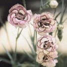 Raspberry Ripple Carnation, 30 Flower Seeds    #IEB21