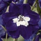 25 Flower Seeds Delphinium Magic Fountains Dark Blue with White Bee       #IEB21