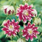 25 flower seeds Nora Barlow Aquilegia, great for your garden       #IEB21
