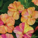 30 Flower Seeds Yellow and Red Bi-Color Four O' Clock MirAbilis, easy to grow       #IEB21