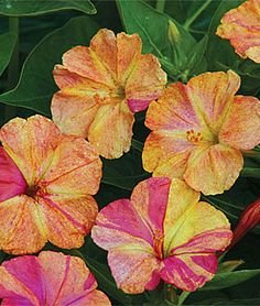 30 Flower Seeds Yellow and Red Bi-Color Four O' Clock MirAbilis, easy to grow       #IEB21