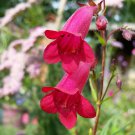 Mexicali Sunburst Penstemon  pink color 30  Flower Seeds     #IEB21