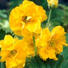 50 flower seeds Yellow  Geum Giant Lady Strantheden       #IEB21