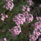 50 Flower Seeds Aethionema Persian Rock Cress purple , great for your garden        #IEB21