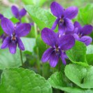 30 Flower Seeds Queen Charlotte Viola, easy to grow    #IEB21