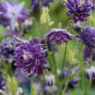 Crista Barlow Aquliegia purple color, 25 Flower Seeds      #IEB21