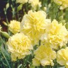 30 Flower Seeds Yellow Grenadin Carnation, easy to grow     #IEB21