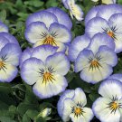 30 Flower Seeds Penny Purple Picotee Viola       #IEB21
