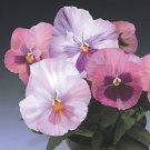 35 Flower Seeds Pansy Panola Pink  color, easy to grow #IEB21