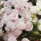 50 Flower Seeds Mix Didiscus Lacey   Blue White Pink, easy to grow      #IEB21