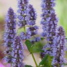 50 Flower Seeds Blue Agastache Hyssop , easy to grow      #IEB21
