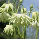 Aquilegia Lime Sorbet, 25 Flower Seeds   #IEB21