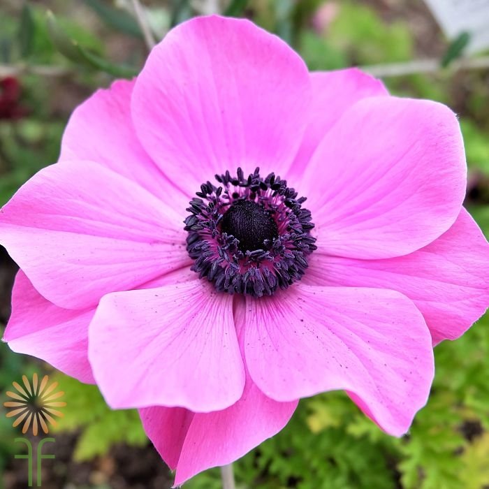 Pink Anemone, 30 Flower Seeds #IEB21