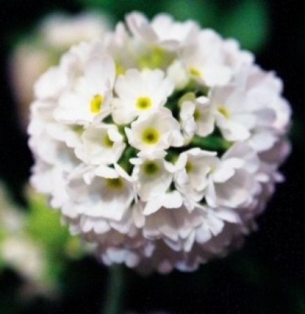 White color  Primula Snowball, 30 Flower Seeds        #IEB21