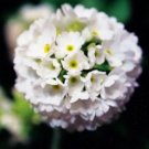 White color  Primula Snowball, 30 Flower Seeds        #IEB21