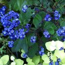 Heliotrope Mini Marine Blue color, 50 Flower Seeds    #IEB21