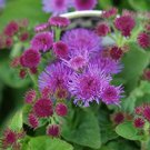 Purple Tycoon Ageratum, 50   Flower Seeds    #IEB21