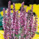 pink Salvia Rose Queen, 40 Flower Seeds    #IEB21