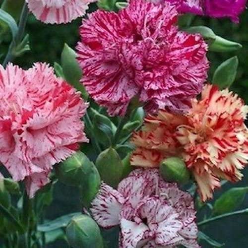 Carnation Chabaud Picotee Mix color, 30 Flower Seeds   #IEB21