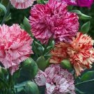 Carnation Chabaud Picotee Mix color, 30 Flower Seeds   #IEB21