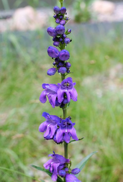 50 Flower Seeds Violet Blue Penstemon Strictus, easy to grow   #IEB21