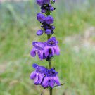 50 Flower Seeds Violet Blue Penstemon Strictus, easy to grow   #IEB21