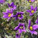 40 Flower Seeds   Pulsatilla Heiler Strain Vulgaris , easy to grow   #IEB21