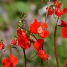 Scarlet Mask Alonsoa   Perennial 25 Flower Seeds     #IEB21