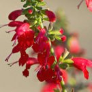 40  Flower Seeds   Hummingbird Lady In Red Salvia, easy to grow   #IEB21