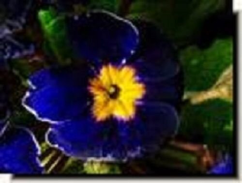 15 flower seeds  Cobalt Primula blue Primrose       #IEB21