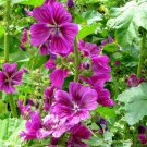 Malva Mystic Merlin Mix color , 20 Flower Seeds       #IEB21