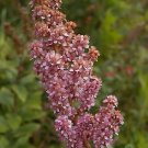 30 Flower Seeds Beautiful Spiraea Tomentosa Steepltbrush, easy to grow     #IEB21