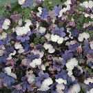 40  Flower Seeds Nemesia   Blue and White Bi-Color      #IEB21