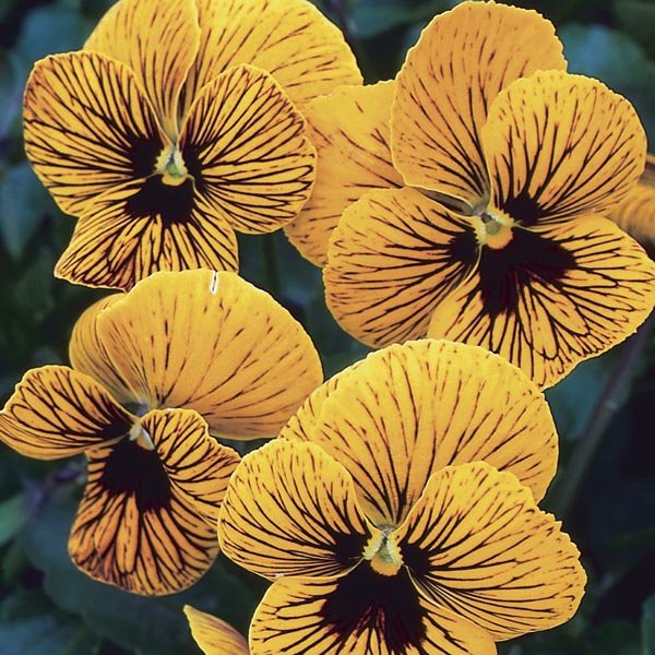 Viola Angel Tiger Eye, 30   Flower Seeds  #IEB21