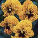 Viola Angel Tiger Eye, 30   Flower Seeds  #IEB21