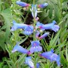 50 Flower Seeds Blue Spring Penstemon Heterophyllus       #IEB21