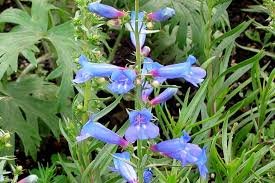50 Flower Seeds Blue Spring Penstemon Heterophyllus       #IEB21