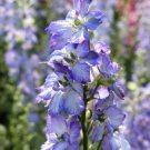 25 Flower Seeds Consolida Fancy Blue and Purple Delphinium        #IEB21