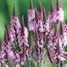 Verbena Pink Spires, 50 Flower Seeds   #IEB21
