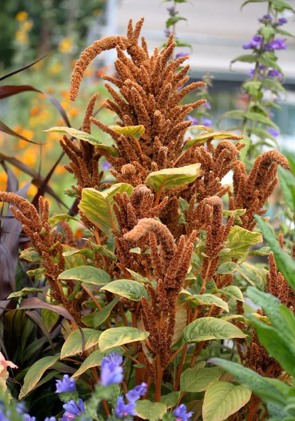 50 Flower Seeds Amaranthus Hot Biscuits, easy to grow         #IEB21